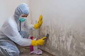 Best Commercial Mold Inspection  in Arnold, MO